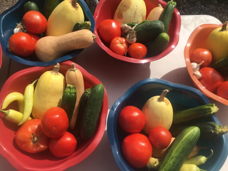 Vibrant assortment of fresh vegetables including tomatoes, cucumbers, squash, and peppers displayed in colorful bowls under natural sunlight. Perfect for healthy cooking and gardening inspiration.