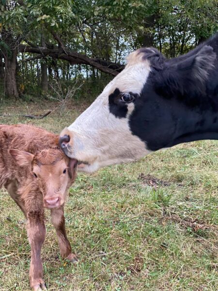 A black and white cow gently nuzzles its brown calf in a grassy field surrounded by trees, showcasing a tender moment between mother and offspring.