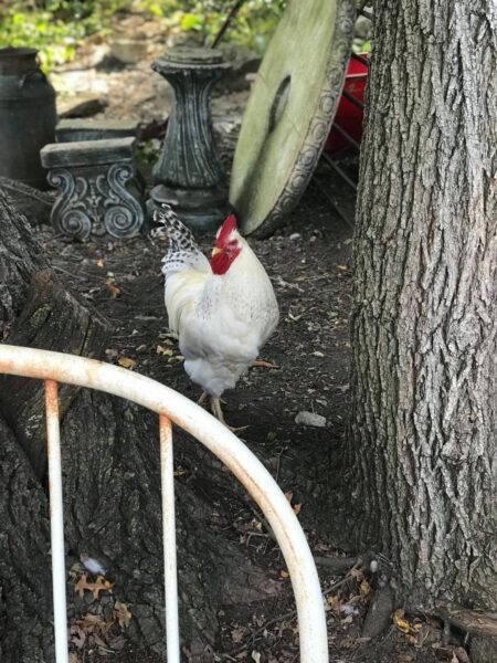 A white rooster with a red comb stands near a tree, surrounded by vintage garden decor, including stone pedestals and an old metal bed frame. The background features natural greenery, adding to the rustic ambiance.