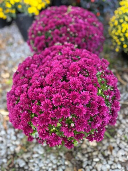Vibrant purple chrysanthemums in full bloom, showcasing dense clusters of flowers, set against a backdrop of gravel and other colorful plants. Ideal for garden enthusiasts and floral decoration.