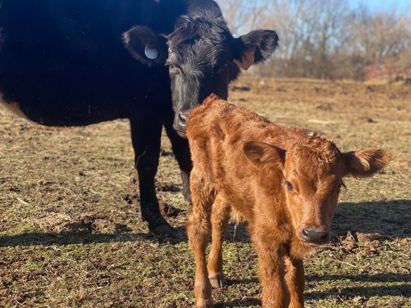 A brown calf standing in a pasture with a black cow in the background, showcasing rural farm life and livestock raising.
