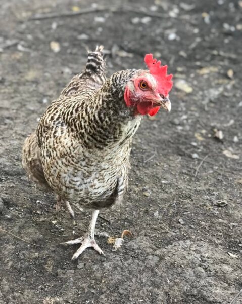 Brown speckled chicken with a red comb standing on dirt, showcasing its natural habitat.