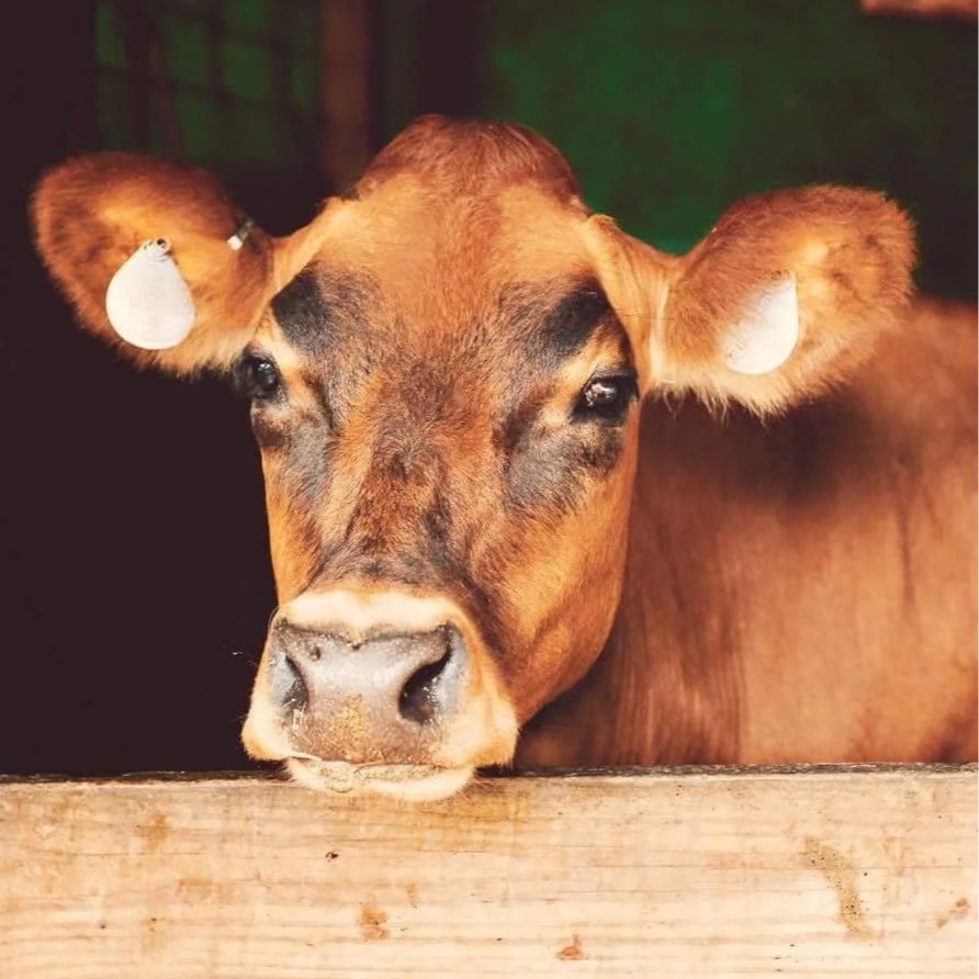Close-up of a brown cow with ear tags, resting its head on a wooden fence in a barn setting, highlighting its expressive eyes and gentle features.