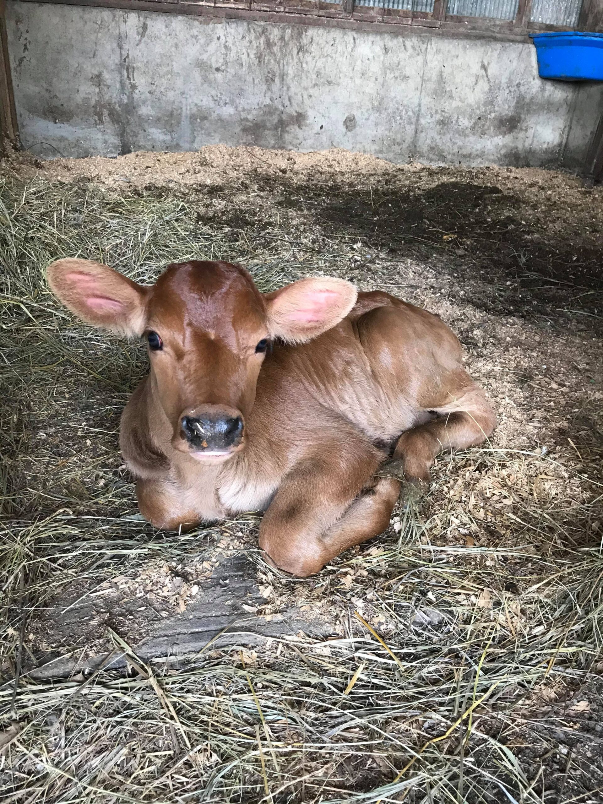 Brown calf resting on straw and hay in a barn, showcasing its large ears and gentle expression.
