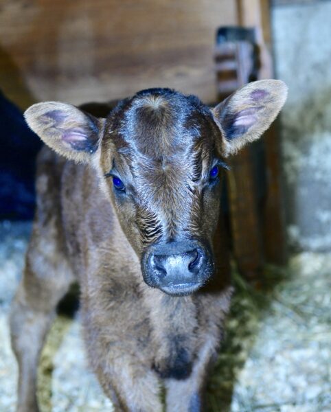 Young brown calf with large ears and bright blue eyes, standing in a barn with straw on the ground. The image captures the calf's curious expression and soft fur, highlighting its role in farming and animal husbandry.