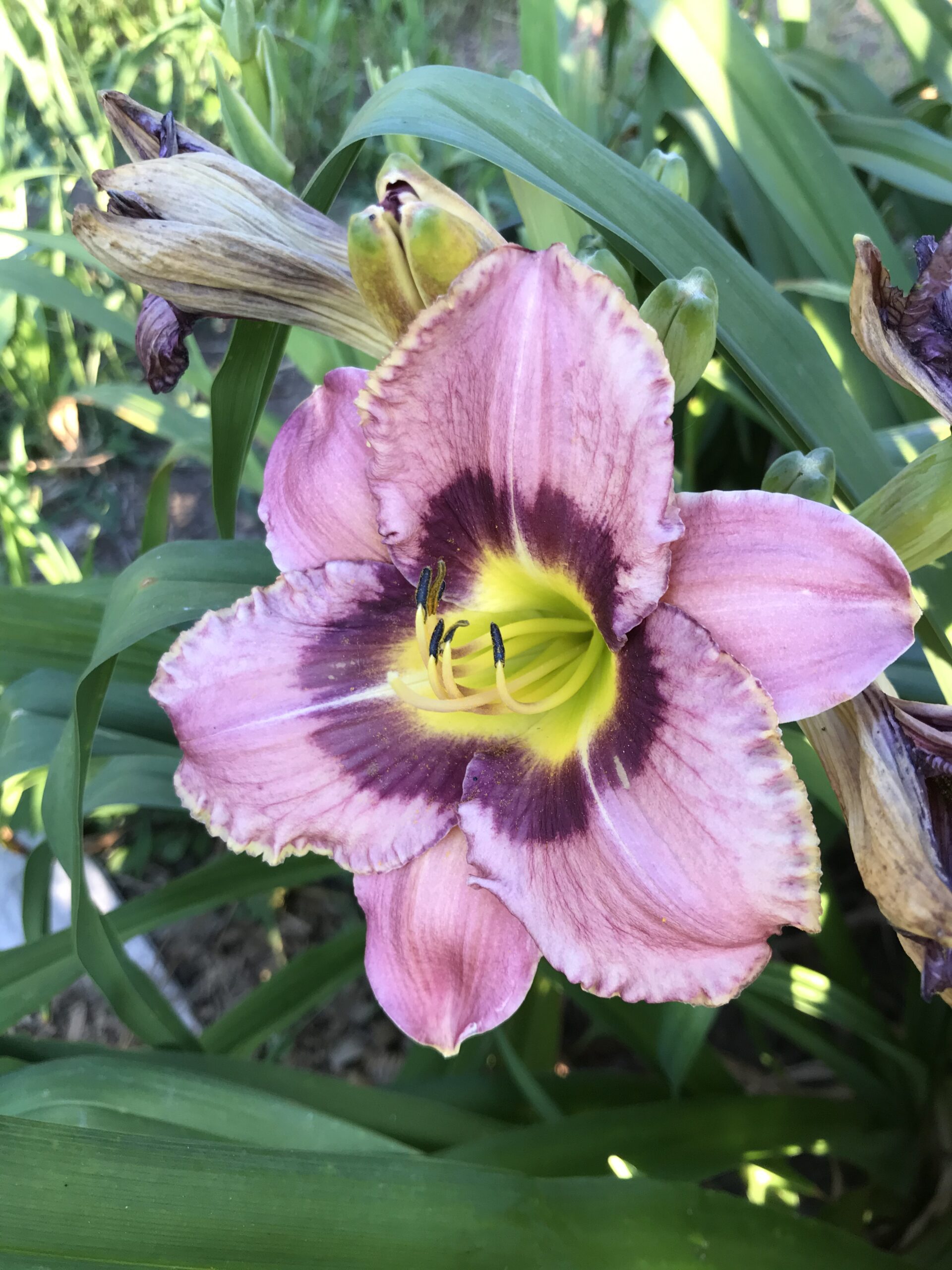 Close-up of a vibrant pink daylily flower with a deep purple center and yellow throat, surrounded by green foliage and budding flowers, highlighting its beauty and detail in a garden setting.