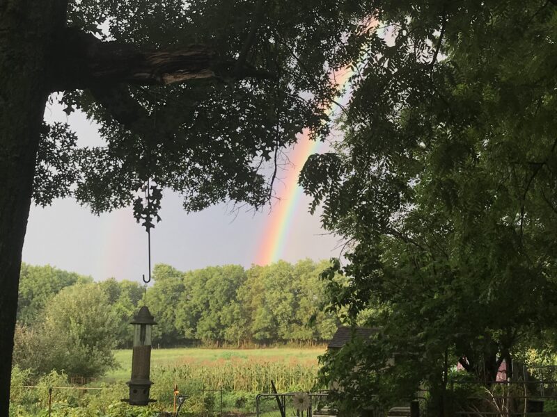 A vibrant rainbow arches over a lush green landscape, framed by tree branches and a bird feeder hanging from a hook. The scene captures the beauty of nature after a rainstorm, highlighting the rich foliage and serene rural setting.