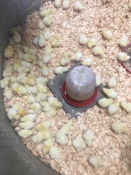 A large group of fluffy yellow chicks gathered on wood shavings, with a water feeder in the center, in a warm indoor setting.