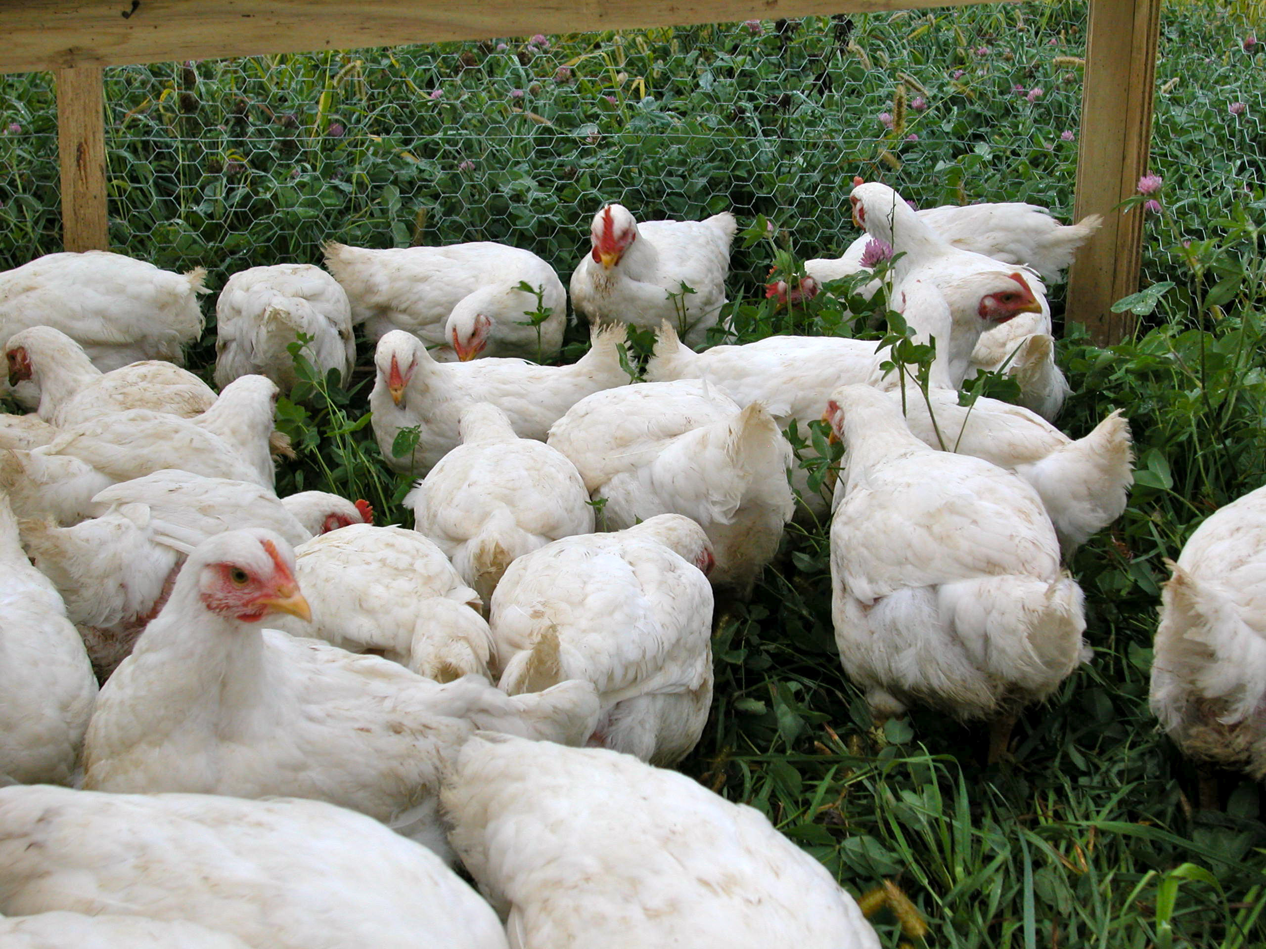 Free-range chickens foraging in a grassy area, surrounded by a wire fence, showcasing a natural farming environment.