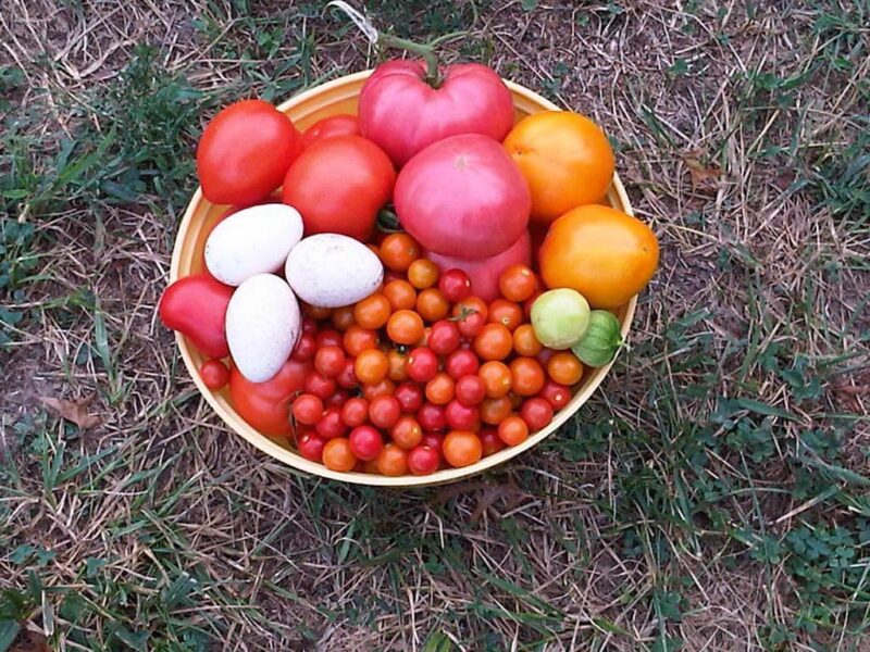 Colorful assortment of ripe tomatoes, including red, orange, and yellow varieties, along with white eggs and small cherry tomatoes, arranged in a yellow bowl on grass. Perfect for showcasing fresh produce and gardening harvests.