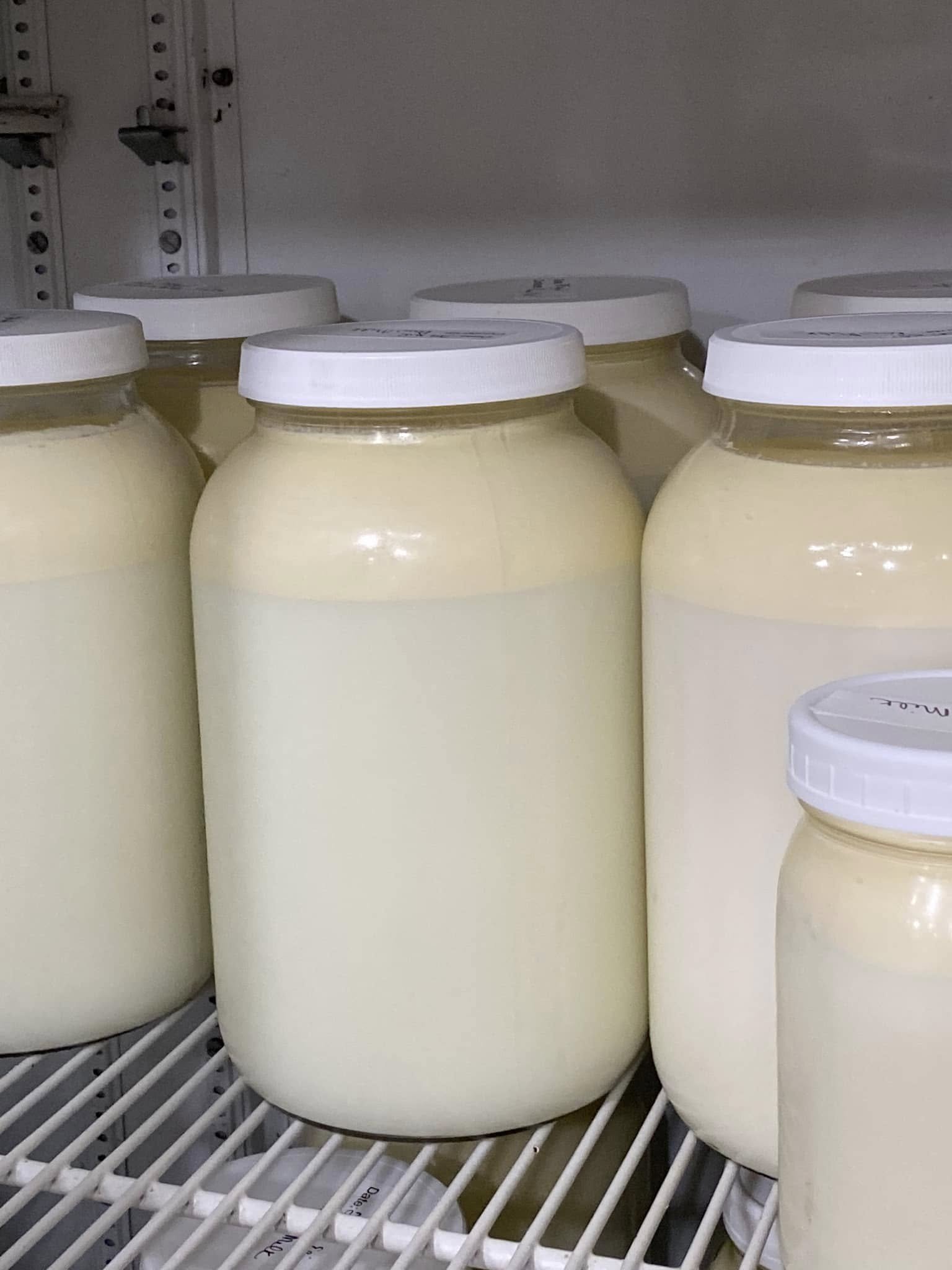 Large jars of creamy yogurt on a refrigerator shelf, showcasing various sizes and consistent texture, ideal for dairy product enthusiasts and healthy eating.